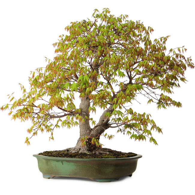 Acer palmatum, 68 cm, ± 40 jaar oud, met een nebari van 27 cm