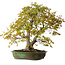 Acer palmatum, 68 cm, ± 40 jaar oud, met een nebari van 27 cm