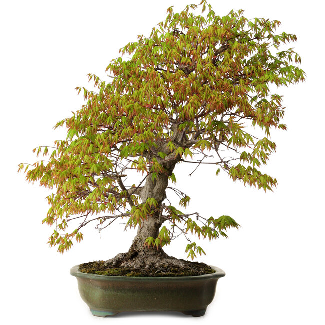 Acer palmatum, 68 cm, ± 40 anni, con nebari di 27 cm