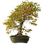 Acer palmatum, 68 cm, ± 40 Jahre alt, mit einem Wurzelhals von 27 cm