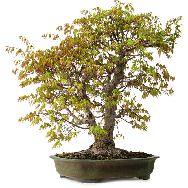 Acer palmatum, 68 cm, ± 40 years old, with a nebari of 27 cm
