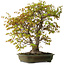 Acer palmatum, 68 cm, ± 40 years old, with a nebari of 27 cm