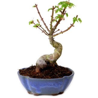 Acer palmatum Shishigashira, 15 cm, ± 10 years old