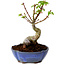 Acer palmatum Shishigashira, 15 cm, ± 10 years old, with a nebari of 2,5 cm