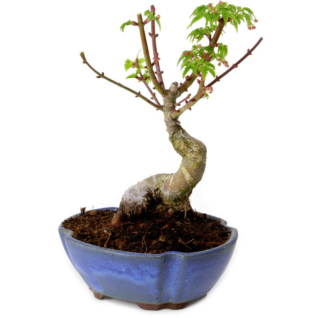 Acer palmatum Shishigashira, 15 cm, ± 10 years old, with a nebari of 2,5 cm