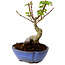 Acer palmatum Shishigashira, 15 cm, ± 10 years old, with a nebari of 2,5 cm