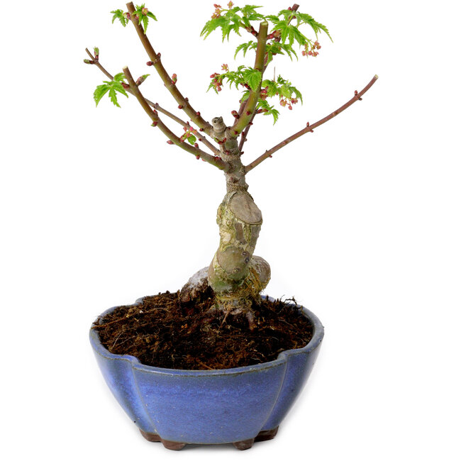 Acer palmatum Shishigashira, 15 cm, ± 10 years old, with a nebari of 2,5 cm