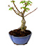 Acer palmatum Shishigashira, 15 cm, ± 10 years old, with a nebari of 2,5 cm