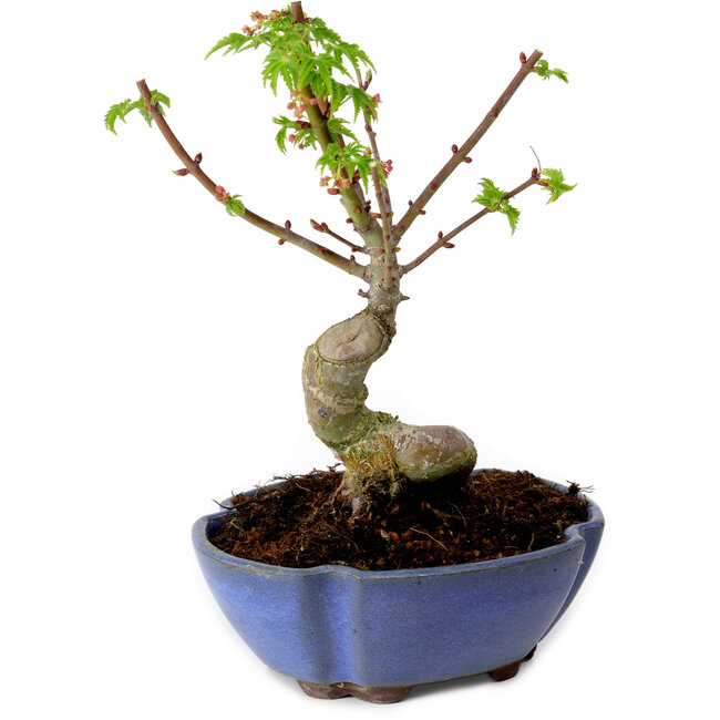 Acer palmatum Shishigashira, 15 cm, ± 10 years old, with a nebari of 2,5 cm