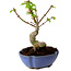 Acer palmatum Shishigashira, 15 cm, ± 10 years old, with a nebari of 2,5 cm