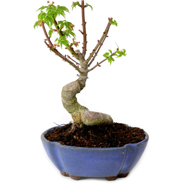 Acer palmatum Shishigashira, 15 cm, ± 10 years old, with a nebari of 2,5 cm