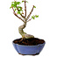 Acer palmatum Shishigashira, 15 cm, ± 10 years old, with a nebari of 2,5 cm