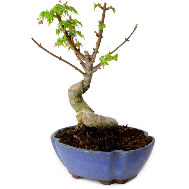 Acer palmatum Shishigashira, 15 cm, ± 10 years old, with a nebari of 2,5 cm