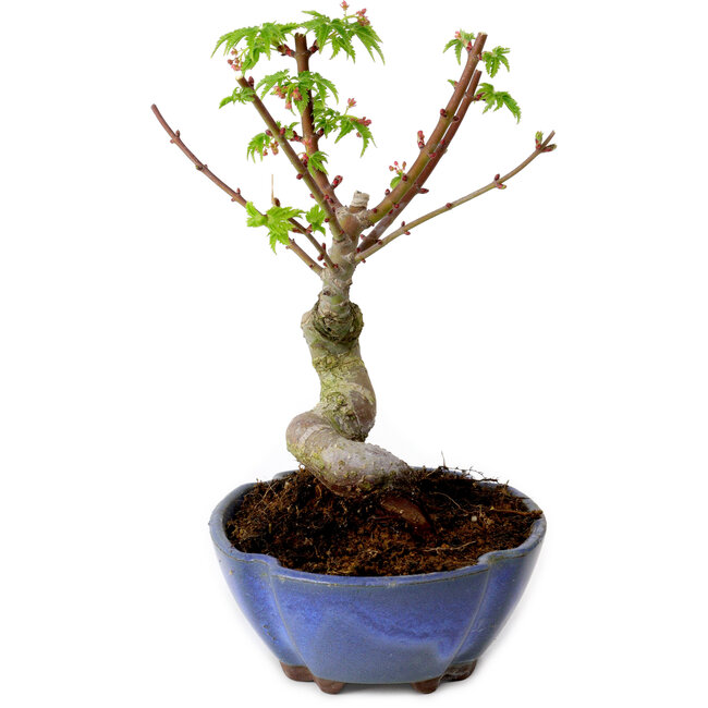 Acer palmatum Shishigashira, 15 cm, ± 10 years old, with a nebari of 2,5 cm