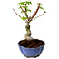 Acer palmatum Shishigashira, 15 cm, ± 10 years old, with a nebari of 2,5 cm