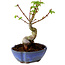 Acer palmatum Shishigashira, 15 cm, ± 10 years old, with a nebari of 2,5 cm
