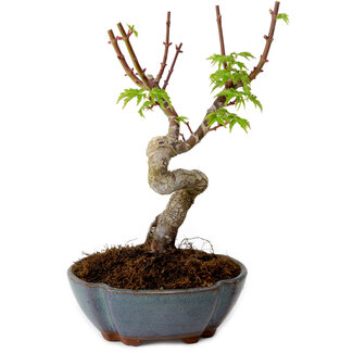 Acer palmatum Shishigashira, 15 cm, ± 10 años de edad