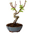 Acer palmatum Shishigashira, 15 cm, ± 10 Jahre alt, mit einem Wurzelhals von 2,5 cm