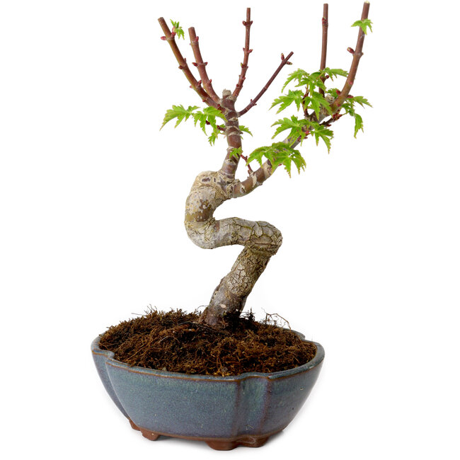 Acer palmatum Shishigashira, 15 cm, ± 10 Jahre alt, mit einem Wurzelhals von 2,5 cm