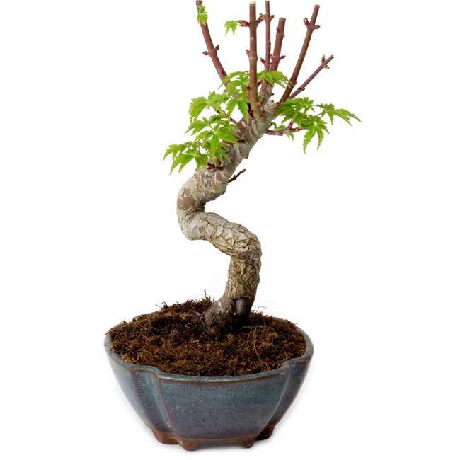 Acer palmatum Shishigashira, 15 cm, ± 10 years old, with a nebari of 2,5 cm