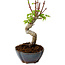 Acer palmatum Shishigashira, 15 cm, ± 10 Jahre alt, mit einem Wurzelhals von 2,5 cm