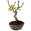 Acer palmatum Shishigashira, 15 cm, ± 10 years old, with a nebari of 2,5 cm