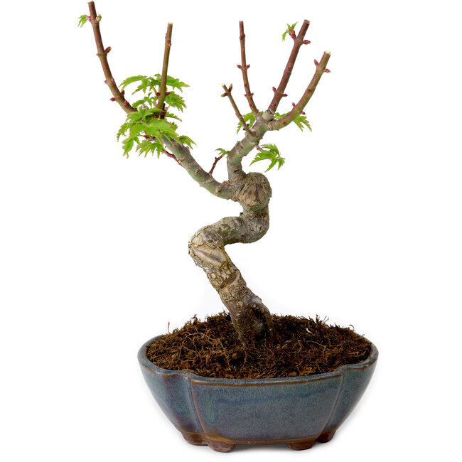 Acer palmatum Shishigashira, 15 cm, ± 10 Jahre alt, mit einem Wurzelhals von 2,5 cm