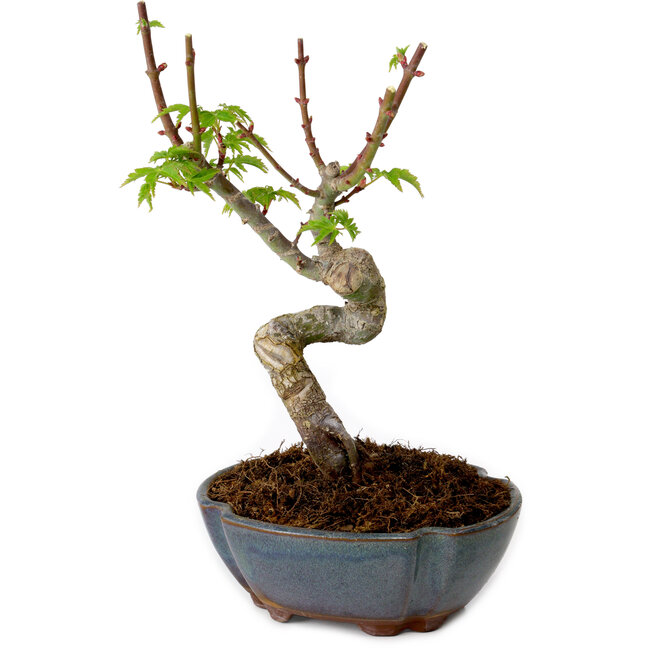 Acer palmatum Shishigashira, 15 cm, ± 10 ans, avec un nebari de 2,5 cm
