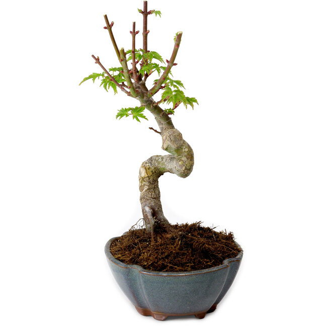 Acer palmatum Shishigashira, 15 cm, ± 10 Jahre alt, mit einem Wurzelhals von 2,5 cm