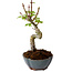 Acer palmatum Shishigashira, 15 cm, ± 10 anni, con nebari di 2,5 cm