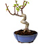 Acer palmatum Shishigashira, 15 cm, ± 10 anni, con nebari di 2,5 cm