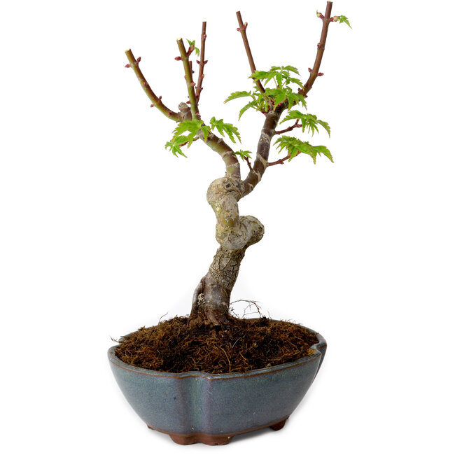 Acer palmatum Shishigashira, 15 cm, ± 10 jaar oud, met een nebari van 2,5 cm