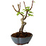 Acer palmatum Shishigashira, 15 cm, ± 10 years old, with a nebari of 2,5 cm