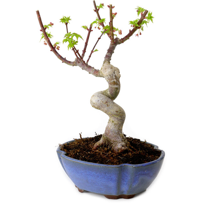 Acer palmatum Shishigashira, 15 cm, ± 10 Jahre alt, mit einem Wurzelhals von 2,5 cm