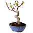Acer palmatum Shishigashira, 15 cm, ± 10 Jahre alt, mit einem Wurzelhals von 2,5 cm