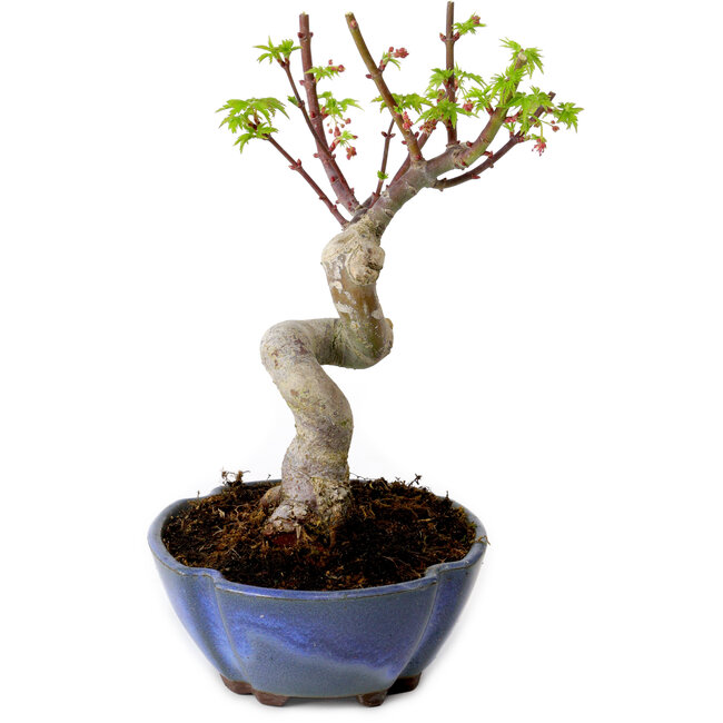 Acer palmatum Shishigashira, 15 cm, ± 10 years old, with a nebari of 2,5 cm