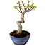 Acer palmatum Shishigashira, 15 cm, ± 10 anni, con nebari di 2,5 cm