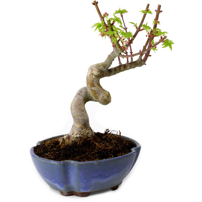 Acer palmatum Shishigashira, 15 cm, ± 10 years old, with a nebari of 2,5 cm