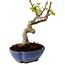 Acer palmatum Shishigashira, 15 cm, ± 10 Jahre alt, mit einem Wurzelhals von 2,5 cm
