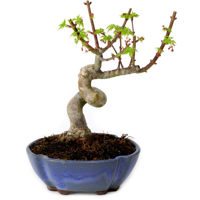 Acer palmatum Shishigashira, 15 cm, ± 10 jaar oud, met een nebari van 2,5 cm