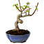Acer palmatum Shishigashira, 15 cm, ± 10 años de edad, con un nebari de 2,5 cm