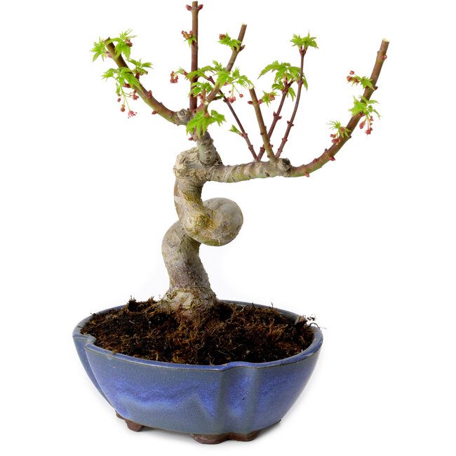 Acer palmatum Shishigashira, 15 cm, ± 10 años de edad, con un nebari de 2,5 cm