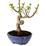 Acer palmatum Shishigashira, 15 cm, ± 10 years old, with a nebari of 2,5 cm