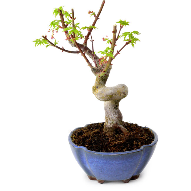 Acer palmatum Shishigashira, 15 cm, ± 10 jaar oud, met een nebari van 2,5 cm