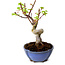 Acer palmatum Shishigashira, 15 cm, ± 10 ans, avec un nebari de 2,5 cm
