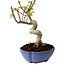 Acer palmatum Shishigashira, 15 cm, ± 10 years old, with a nebari of 2,5 cm