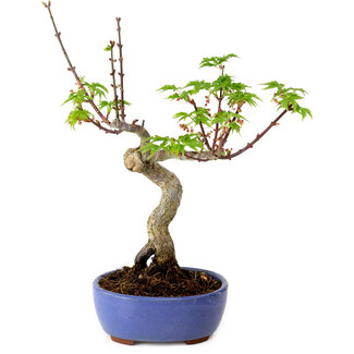 Acer palmatum Shishigashira, 15 cm, ± 10 Jahre alt