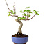 Acer palmatum Shishigashira, 15 cm, ± 10 anni, con nebari di 2,5 cm