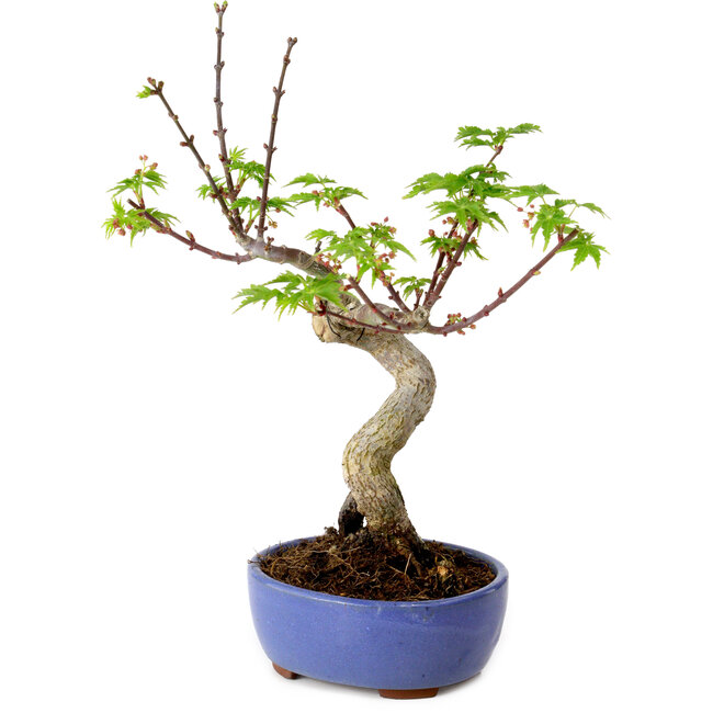 Acer palmatum Shishigashira, 15 cm, ± 10 jaar oud, met een nebari van 2,5 cm