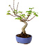 Acer palmatum Shishigashira, 15 cm, ± 10 Jahre alt, mit einem Wurzelhals von 2,5 cm